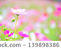 Blooming pink cosmos 139898386