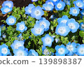 Cute nemophila 139898387