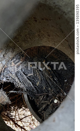 Tree roots that have invaded the pipes Tree roots that have invaded the pipes 139898395