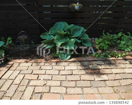 A garden paved with bricks and planted with hostas. A garden paved with bricks and planted with hostas. 139898542