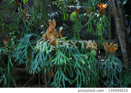 A vibrant vertical garden of Staghorn ferns, air plants, and succulents, Staghorn fern hanging in greenhouse nursery A vibrant vertical garden of Staghorn ferns, air plants, and succulents, Staghorn fern hanging in greenhouse nursery 139898610