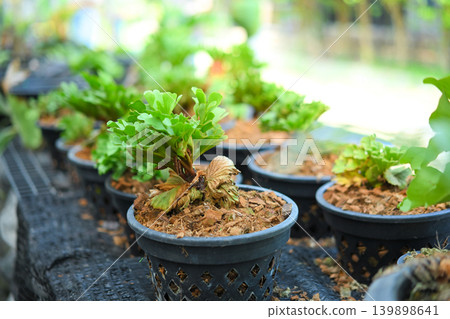Young staghorn fern plants growing in nursery pots 139898641