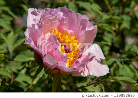 Peony bud flower bloom in garden. Floral background. Beautiful pink Tree Peonies. Paeonia petals Peony bud flower bloom in garden. Floral background. Beautiful pink Tree Peonies. Paeonia petals 139898686