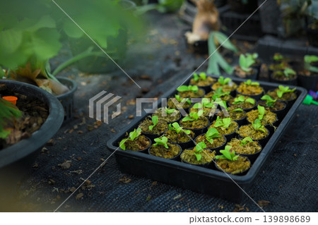 Fresh seedlings growing in tray, symbolizing growth, care, and early plant development Fresh seedlings growing in tray, symbolizing growth, care, and early plant development 139898689