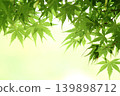 新鮮的綠楓 139898712