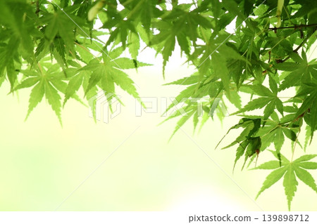 Fresh green maple Fresh green maple 139898712