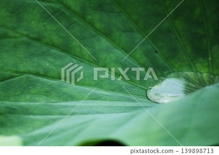 Shizuka that fell on lotus leaves Shizuka that fell on lotus leaves 139898713