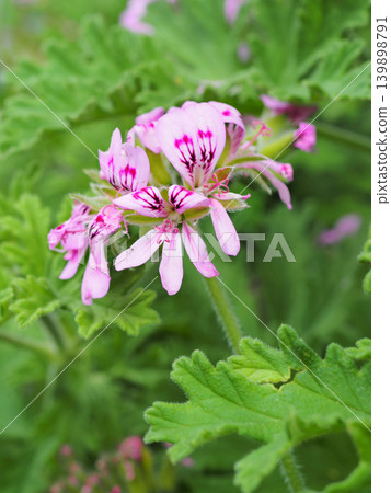 Geranium (Rose Geranium) Geranium (Rose Geranium) 139898791