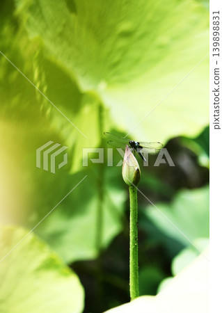 一隻蜻蜓停在花朵上(垂直視圖) 一隻蜻蜓停在花朵上(垂直視圖) 139898831