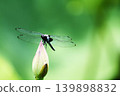 蜻蜓停在花朵上（側視圖） 139898832