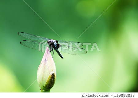 蜻蜓停在花朵上(側視圖) 蜻蜓停在花朵上(側視圖) 139898832