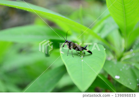 grasshopper resting on a leaf grasshopper resting on a leaf 139898833