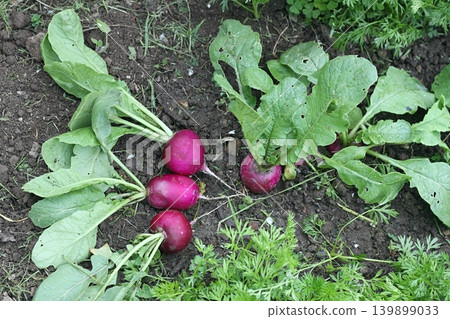 Homegrown purple radishes cultivated  with carrot, permaculture gardening. 139899033