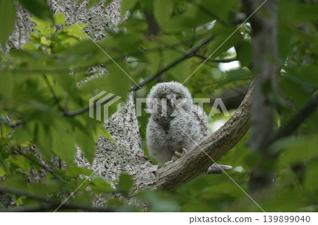 A baby Ural owl surrounded by young leaves A baby Ural owl surrounded by young leaves 139899040