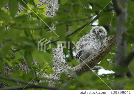 A baby Ural owl surrounded by young leaves A baby Ural owl surrounded by young leaves 139899041