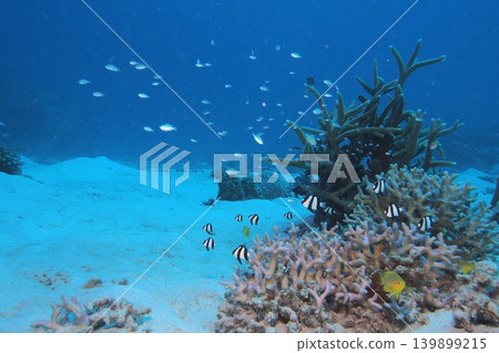 魚兒在座間味島的各種珊瑚間翩翩起舞(水下照片) 魚兒在座間味島的各種珊瑚間翩翩起舞(水下照片) 139899215