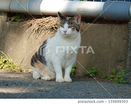 Cute three-haired cat Cute three-haired cat 139899303