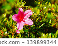 Satsuki's flower 139899344