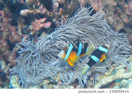 Clownfish hiding in a sea anemone - Underwater photo 139899414