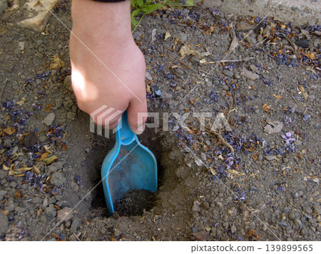 A close-up of a person's hand using a bright blue plastic scoop to dig a hole in dry, rocky soil. Scattered dried purple petals lie on the dirt, suggesting spring planting or gardening outdoors 139899565