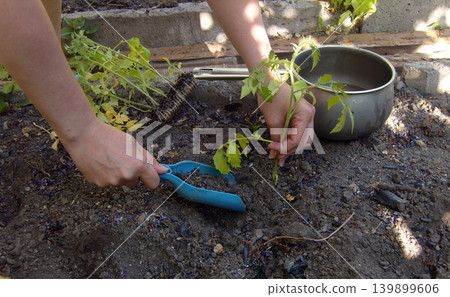 A persons hand uses a blue plastic scoop to dig a hole in dry, rocky garden soil. A second hole is already dug nearby. Scattered dried purple petals lie on the earth, preparing for outdoor planting 139899606
