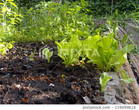 Vibrant young lettuce plants grow in dark, rich soil in a sunlit garden bed. The fresh, bright green leaves stand out against the earth, with other lush vegetation thriving in the background Vibrant young lettuce plants grow in dark, rich soil in a sunlit garden bed. The fresh, bright green leaves stand out against the earth, with other lush vegetation thriving in the background 139899628