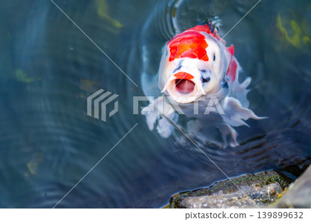 [Special Place of Scenic Beauty] Ritsurin Garden, Late Autumn Scenery, Two Nishikigoi in the South Lake with their mouths open, Takamatsu City, Kagawa Prefecture 139899632