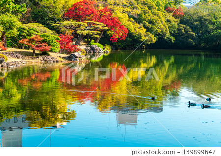 [Special Place of Scenic Beauty] Ritsurin Garden: Late Autumn Scenery - Duck Pond and Autumn Leaves 2, Takamatsu City, Kagawa Prefecture 139899642
