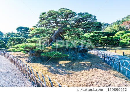[Special Place of Scenic Beauty] Ritsurin Garden, Late Autumn Scenery, Crane and Turtle Pine, Takamatsu City, Kagawa Prefecture 139899652