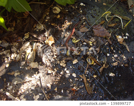 A close-up view of a large earthworm crawling across wet, dark compost soil. The ground is scattered with crushed eggshells, fallen autumn leaves, and sprouting seeds illuminated by dappled sunlight A close-up view of a large earthworm crawling across wet, dark compost soil. The ground is scattered with crushed eggshells, fallen autumn leaves, and sprouting seeds illuminated by dappled sunlight 139899727