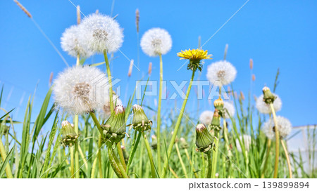 Blowballs, downy seed heads of a dandelion, selective focus. 139899894