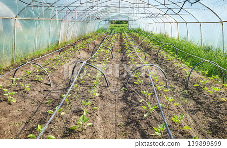 Organic vegetable cultivation in a polytunnel. Organic vegetable cultivation in a polytunnel. 139899899