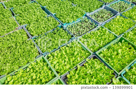 Organic vegetable seedlings in containers. Organic vegetable seedlings in containers. 139899901