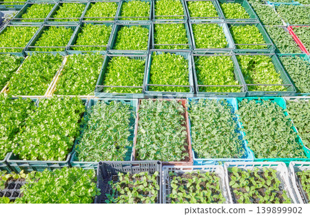 Organic vegetable seedlings in containers. Organic vegetable seedlings in containers. 139899902