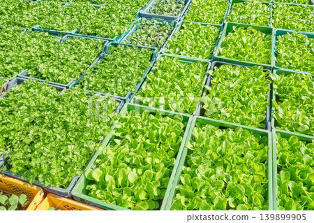 Organic vegetable seedlings in containers. Organic vegetable seedlings in containers. 139899905