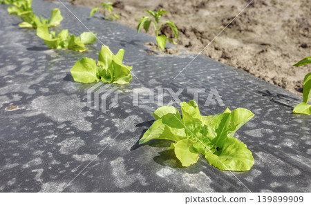 Close up of organic vegetables growing in plastic mulch cover, selective focus. Close up of organic vegetables growing in plastic mulch cover, selective focus. 139899909