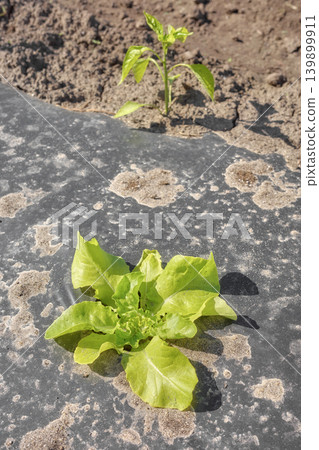 Close up of organic vegetables growing in plastic mulch cover, selective focus. Close up of organic vegetables growing in plastic mulch cover, selective focus. 139899911