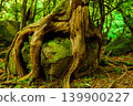 A large zelkova tree enveloping the rocks of the Otokoike spring group 139900227