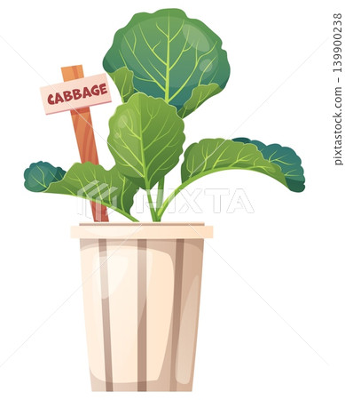 Cabbage Seedling in Pot with Label Sign. Spring Vegetable Planting Concept, Young Green Plant for Home Garden, Isolated Vector Illustration 139900238