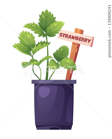 Strawberry Seedling in Purple Plastic Pot with Label. Spring Berry Planting Concept, Young Green Plant with Wooden Sign for Home Garden, Isolated Vector Illustration 139900241