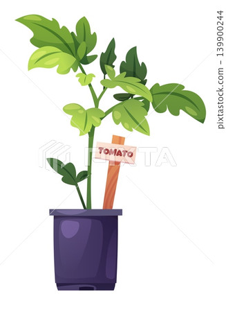 Young Tomato Seedling in Purple Pot with Wooden Marker. Fresh Spring Vegetable Plant for Organic Gardening, Container Growing, and Sustainable Agriculture. Healthy Green Growth Concept Illustration Young Tomato Seedling in Purple Pot with Wooden Marker. Fresh Spring Vegetable Plant for Organic Gardening, Container Growing, and Sustainable Agriculture. Healthy Green Growth Concept Illustration 139900244
