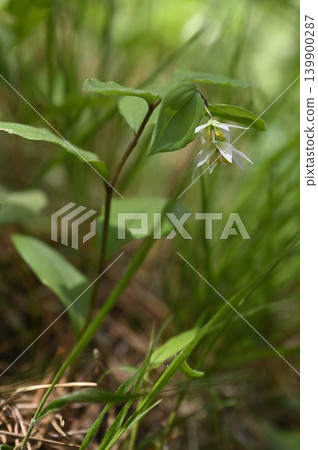 The flowers of the Erythronium japonicum bloom on the forest floor of a mixed forest. The flowers of the Erythronium japonicum bloom on the forest floor of a mixed forest. 139900287