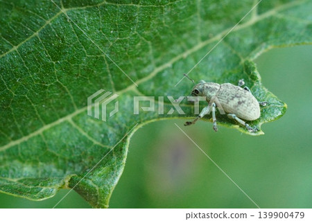 Powdered weevil ③ Powdered weevil ③ 139900479