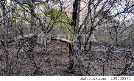 A tree split in two A tree split in two 139900573