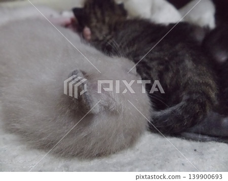 A kitten sleeping on a futon A kitten sleeping on a futon 139900693