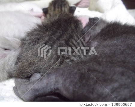 A kitten sleeping on a futon A kitten sleeping on a futon 139900697