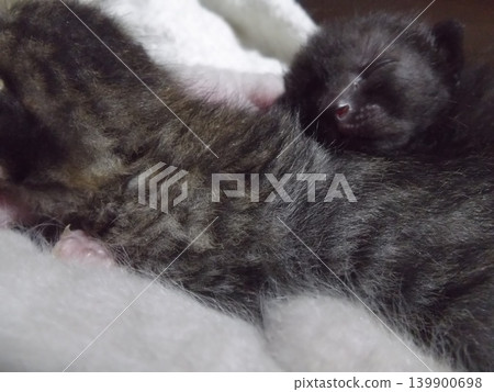 A kitten sleeping on a futon A kitten sleeping on a futon 139900698