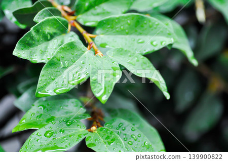 ficus pumila or climbing fig or MORACEAE and rain droplet ficus pumila or climbing fig or MORACEAE and rain droplet 139900822