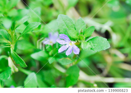 Fairy Fan Flower , Half flower or Scaevola or Scaevola sp or purple flower Fairy Fan Flower , Half flower or Scaevola or Scaevola sp or purple flower 139900823