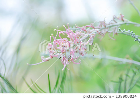 Grevillea Cupids dream, Grevillea Muffin, grevillea Pink Surprise, Grevillea whiteana x banksii Pink Surprise or pink flower 139900824